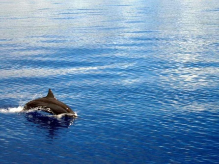 Solomon Islands - dolphins 2