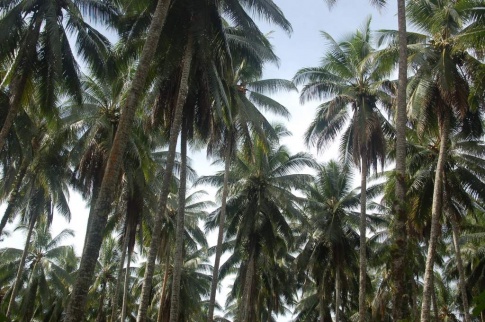PNG - palms, plams everywhere