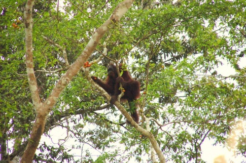 Borneo - lady orangutan 1