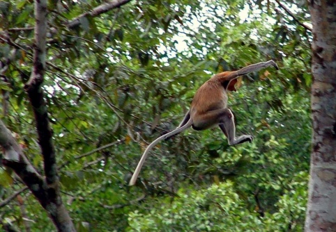 Borneo -  probosci monkey 2
