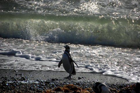 Patagonia - pinguins 1
