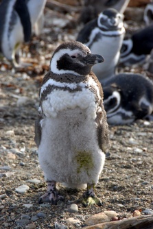 Patagonia - pinguins 7