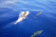 Solomon Islands - dolphins 1