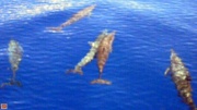 Solomon Islands - dolphins 3