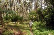 PNG - cocoa plantation 1