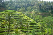 Bali - rice fields