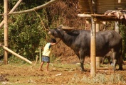 Toraja - a buffalo