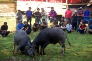 Toraja - buffoloes' fight