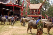 Toraja - buffoloes selection