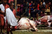 Toraja - buffoloes sacrifice 1