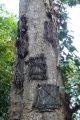 Toraja - hanging baby graves