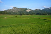 Toraja - rice fields 1