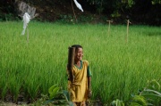 Toraja - rice fields 2