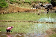 Toraja - rice fields 3