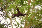 Borneo - lady orangutan 2