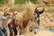 Laos - harvesting of rice 2