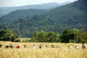 Laos - harvesting of rice 3