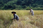 Laos - harvesting of rice 4