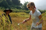Laos - rice garversting 5