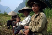 Laos - rice harversting 8