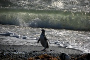 Patagonia - pinguins 1