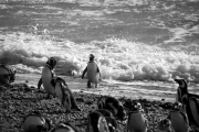 Patagonia - pinguins 2