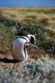 Patagonia - pinguins 4
