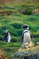 Patagonia - pinguins 5