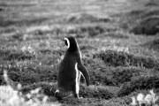 Patagonia - pinguins 6
