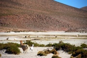 Chile - Atacama pueblito 7