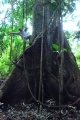 The Amazon - Pacaya Samiria 11